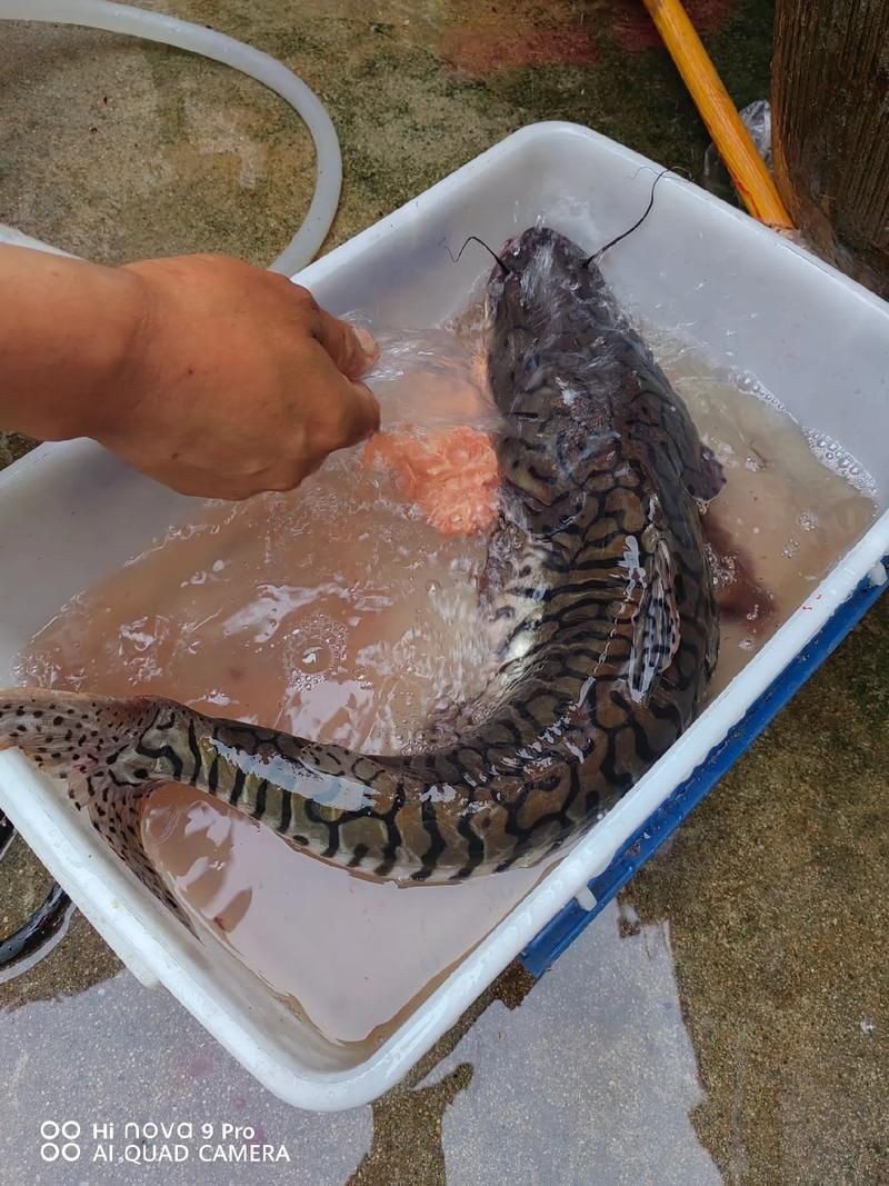 虎紋鯰魚圖片（pseudoplatystomafasciatum虎紋鯰魚）