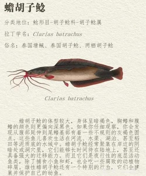 虎紋鯰魚圖片（pseudoplatystomafasciatum虎紋鯰魚）