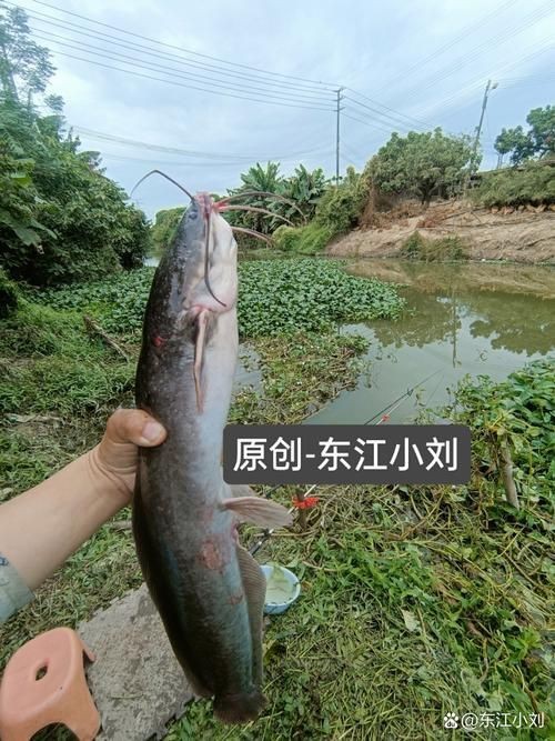 虎紋鯰魚圖片（pseudoplatystomafasciatum虎紋鯰魚）