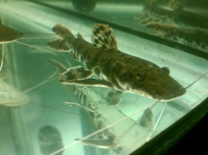 虎紋鯰魚圖片（pseudoplatystomafasciatum虎紋鯰魚）
