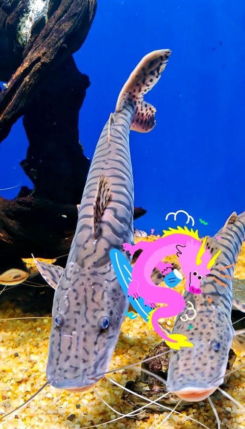 虎紋鯰魚圖片（pseudoplatystomafasciatum虎紋鯰魚）