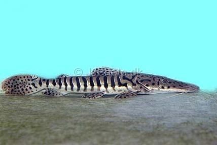 虎紋鯰魚圖片（pseudoplatystomafasciatum虎紋鯰魚）
