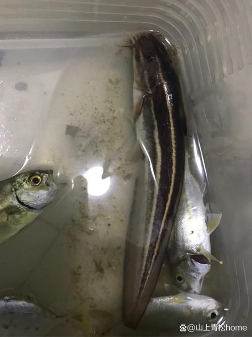 虎紋鯰魚圖片（pseudoplatystomafasciatum虎紋鯰魚）