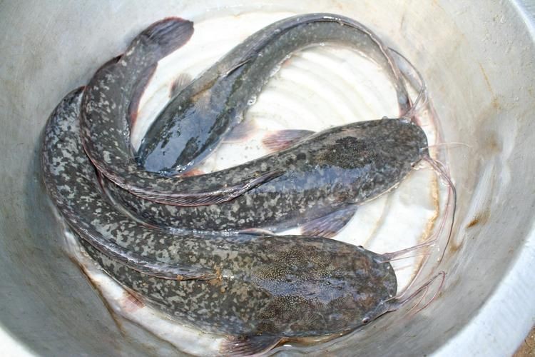 虎紋鯰魚圖片（pseudoplatystomafasciatum虎紋鯰魚）
