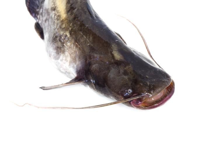 虎紋鯰魚圖片（pseudoplatystomafasciatum虎紋鯰魚）