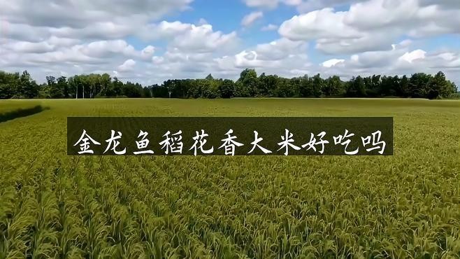 金龍魚稻花香系列哪個最好吃？（金龍魚稻花香系列哪個最好吃智能模式回答完成調用工具） 金龍魚稻花香系列哪個最好吃？（金龍魚稻花香系列哪個最好吃智能模式回答完成調用工具） 龍魚百科 第6張
