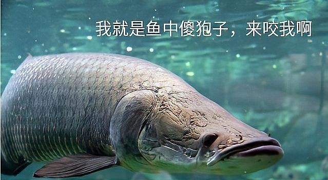 海象魚的寓意和象征和精神（海象魚(巨骨舌魚)作為人與自然可能建立的互利關(guān)系） 海象魚的寓意和象征和精神（海象魚(巨骨舌魚)作為人與自然可能建立的互利關(guān)系） 龍魚論壇 第3張