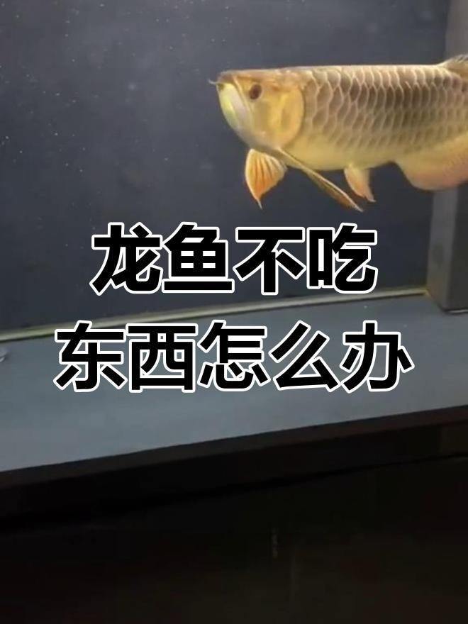 紅龍魚不吃食最簡單三個原因（紅龍魚拒食的三大原因及解決方案）