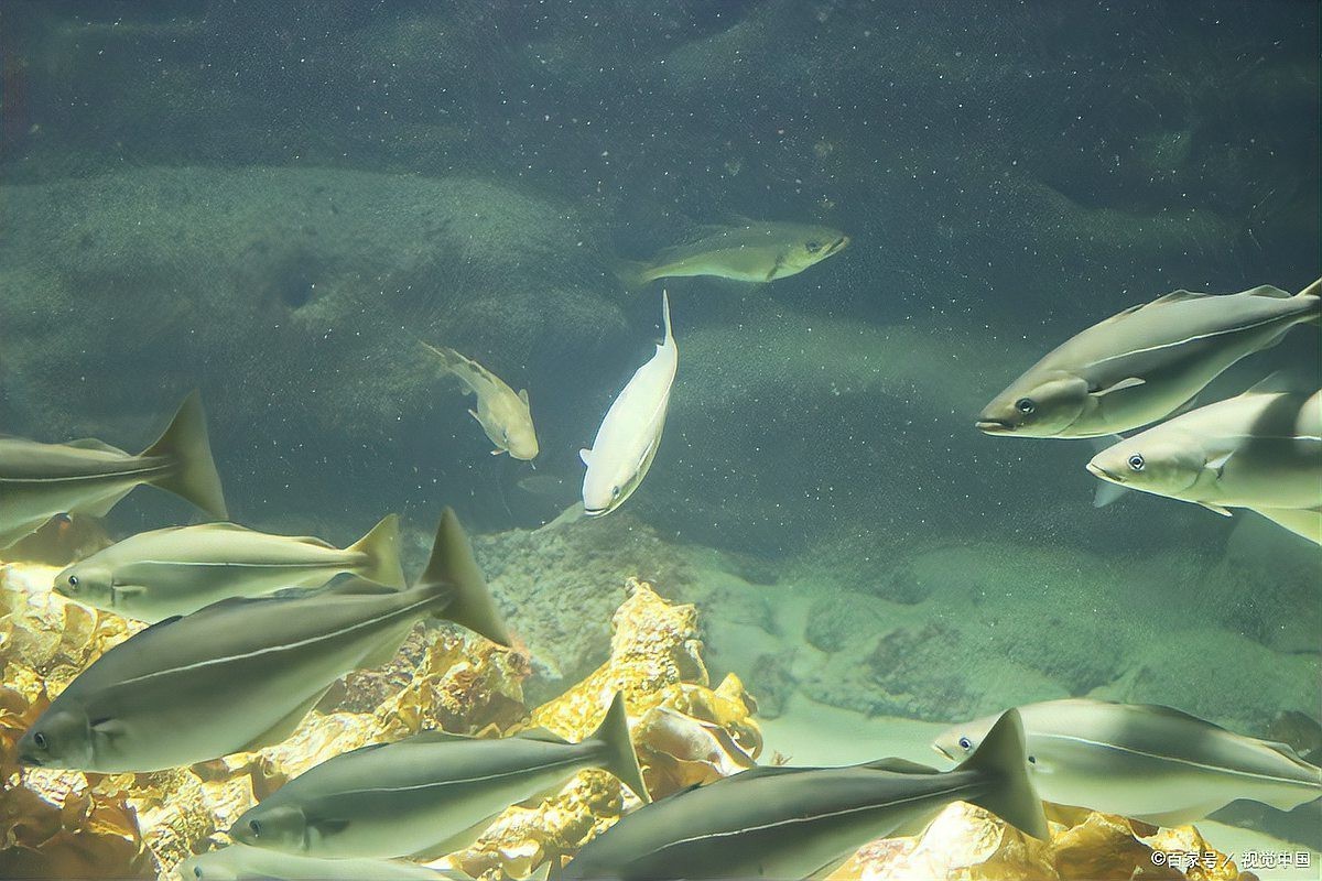丁桂魚的做法（檸檬蒸丁桂魚） 丁桂魚的做法（檸檬蒸丁桂魚） 龍魚論壇 第2張
