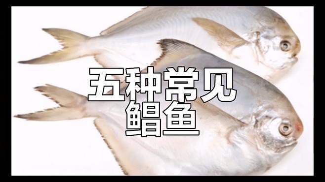 淡水鯧魚(yú)有幾個(gè)品種（淡水鯧魚(yú)品種大揭秘:金鯧、白鯧、紅鯧） 淡水鯧魚(yú)有幾個(gè)品種（淡水鯧魚(yú)品種大揭秘:金鯧、白鯧、紅鯧） 龍魚(yú)論壇 第5張