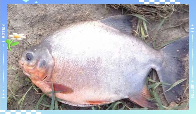 淡水鯧魚(yú)有幾個(gè)品種（淡水鯧魚(yú)品種大揭秘:金鯧、白鯧、紅鯧） 淡水鯧魚(yú)有幾個(gè)品種（淡水鯧魚(yú)品種大揭秘:金鯧、白鯧、紅鯧） 龍魚(yú)論壇 第2張