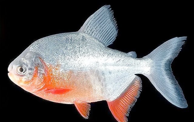 淡水鯧魚(yú)有幾個(gè)品種（淡水鯧魚(yú)品種大揭秘:金鯧、白鯧、紅鯧） 淡水鯧魚(yú)有幾個(gè)品種（淡水鯧魚(yú)品種大揭秘:金鯧、白鯧、紅鯧） 龍魚(yú)論壇 第3張