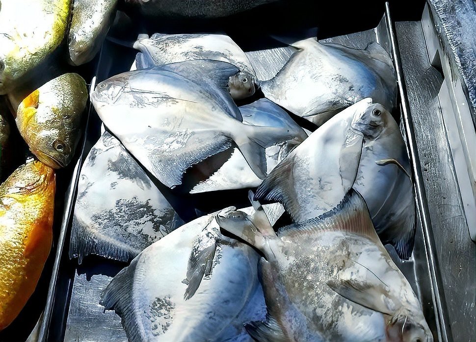 淡水鯧魚(yú)有幾個(gè)品種（淡水鯧魚(yú)品種大揭秘:金鯧、白鯧、紅鯧） 淡水鯧魚(yú)有幾個(gè)品種（淡水鯧魚(yú)品種大揭秘:金鯧、白鯧、紅鯧） 龍魚(yú)論壇 第6張