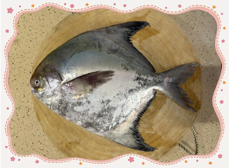 淡水鯧魚(yú)有幾個(gè)品種（淡水鯧魚(yú)品種大揭秘:金鯧、白鯧、紅鯧） 淡水鯧魚(yú)有幾個(gè)品種（淡水鯧魚(yú)品種大揭秘:金鯧、白鯧、紅鯧） 龍魚(yú)論壇 第7張