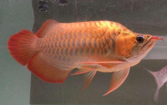 多福魚的圖片