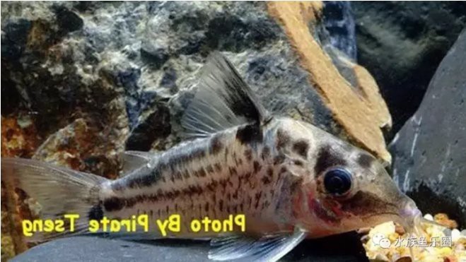 鼠魚最建議買的幾種（ 鼠魚最建議買的幾種（\