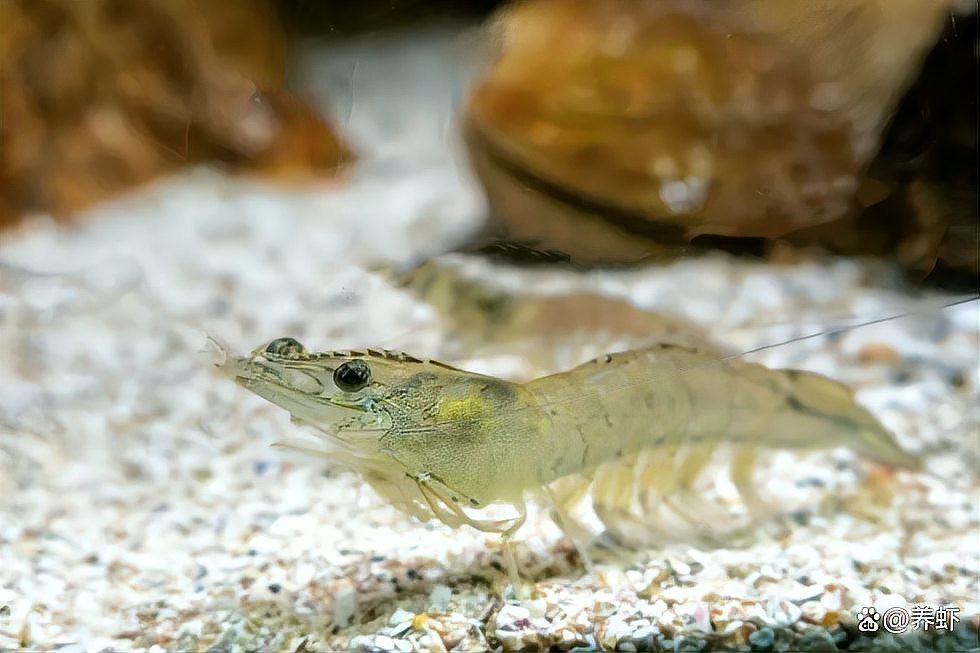 哪種情況下需要立即換水？（養魚人必看：魚缸換水頻率全攻略）