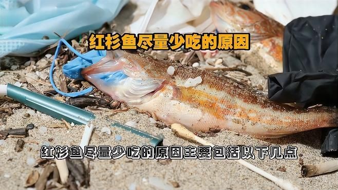 紅衫魚為何被禁止食用（關于紅衫魚被國家“禁吃”這場舌尖上的爭議比海鮮還腥） 紅衫魚為何被禁止食用（關于紅衫魚被國家“禁吃”這場舌尖上的爭議比海鮮還腥） 龍魚論壇 第4張
