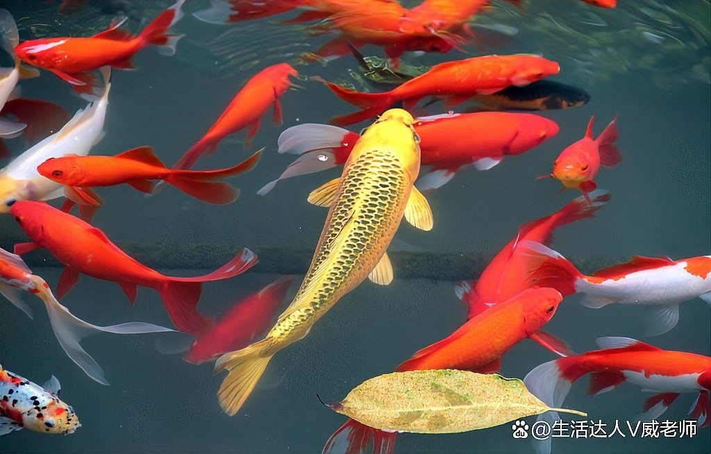 龍魚水霉病期間需要喂食嗎？（龍魚水霉病期間需要喂食嗎） 龍魚水霉病期間需要喂食嗎？（龍魚水霉病期間需要喂食嗎） 龍魚百科 第2張