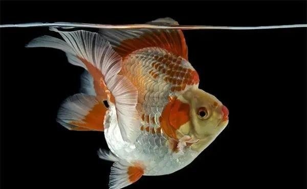 龍魚水霉病期間需要喂食嗎？（龍魚水霉病期間需要喂食嗎） 龍魚水霉病期間需要喂食嗎？（龍魚水霉病期間需要喂食嗎） 龍魚百科 第1張