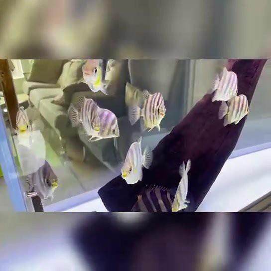非洲金鼓魚怎么看品相（非洲金鼓魚品相鑒別） 非洲金鼓魚怎么看品相（非洲金鼓魚品相鑒別） 龍魚論壇 第6張