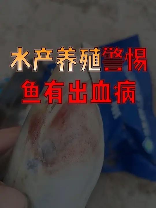 非洲金鼓魚怎么看品相（非洲金鼓魚品相鑒別） 非洲金鼓魚怎么看品相（非洲金鼓魚品相鑒別） 龍魚論壇 第7張