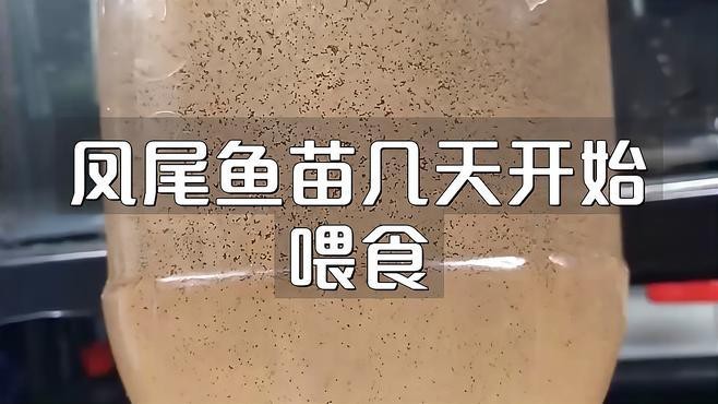 鳳尾魚幾天喂一次食（鳳尾魚喂養指南） 鳳尾魚幾天喂一次食（鳳尾魚喂養指南） 龍魚論壇 第1張