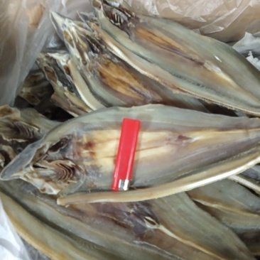 鯊魚市場價多少錢一斤（2025年鯊魚市場價格現狀與市場價格現狀與思考）