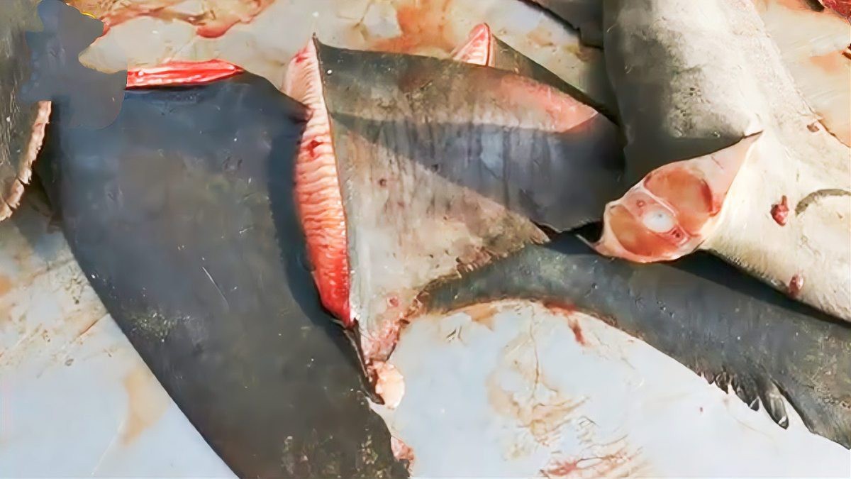 鯊魚市場價多少錢一斤（2025年鯊魚市場價格現狀與市場價格現狀與思考）