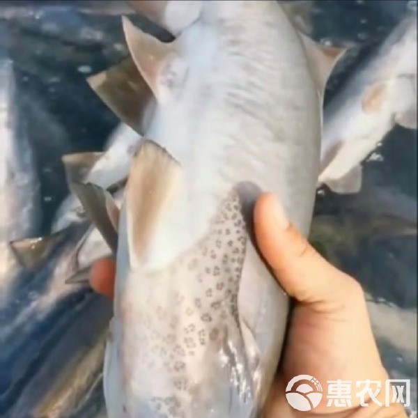附近哪里有鴨嘴魚賣（智能模式回答完成調用工具：百度地圖）