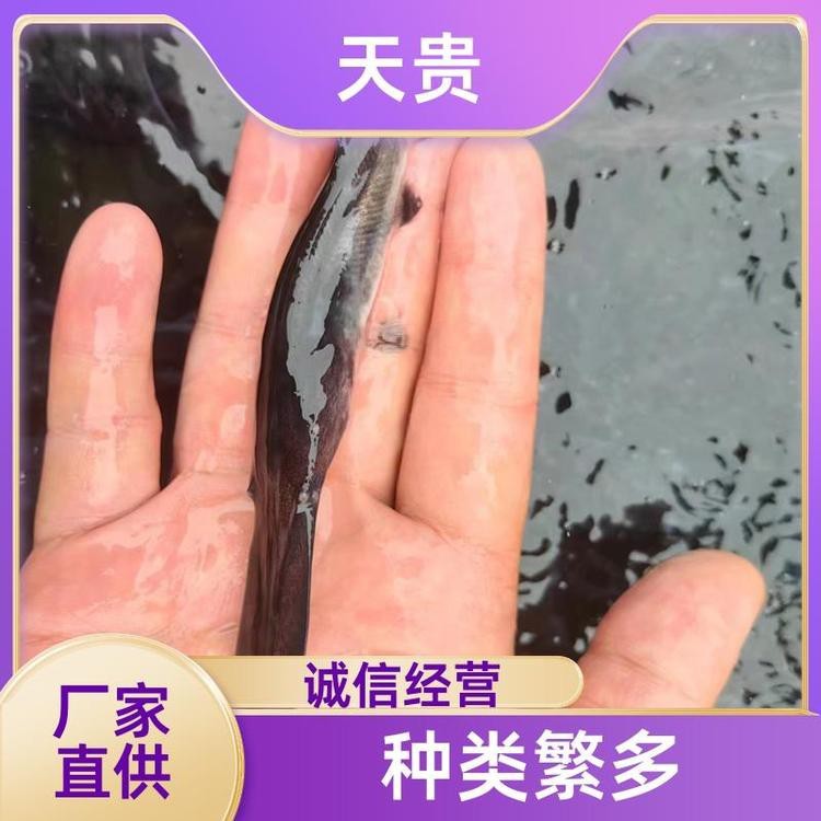 附近哪里有鴨嘴魚賣（智能模式回答完成調用工具：百度地圖）