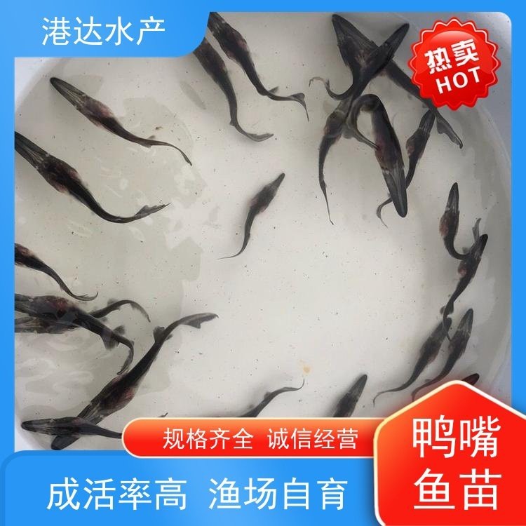 附近哪里有鴨嘴魚賣（智能模式回答完成調用工具：百度地圖）