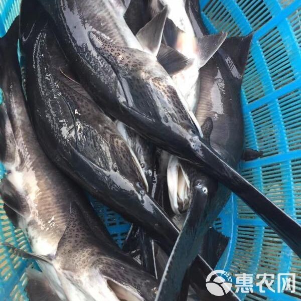 附近哪里有鴨嘴魚賣（智能模式回答完成調用工具：百度地圖）