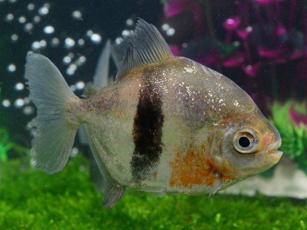 紅眼白子銀板魚10℃能存活嗎（紅眼白子銀板魚低溫生存極限探究）