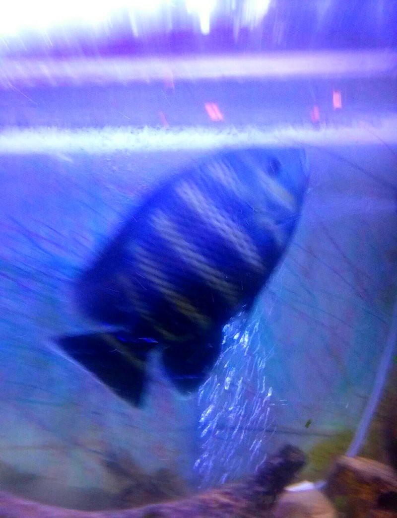 非洲十間魚好養嗎（非洲十間魚:顏值與性格并存的神奇魚類） 非洲十間魚好養嗎（非洲十間魚:顏值與性格并存的神奇魚類） 龍魚論壇 第1張