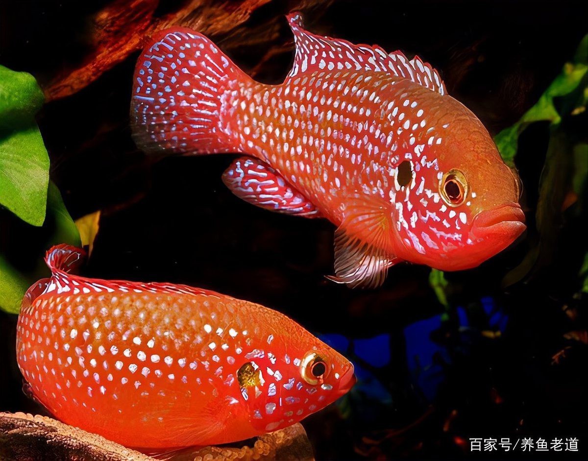 非洲十間魚好養嗎（非洲十間魚:顏值與性格并存的神奇魚類） 非洲十間魚好養嗎（非洲十間魚:顏值與性格并存的神奇魚類） 龍魚論壇 第3張