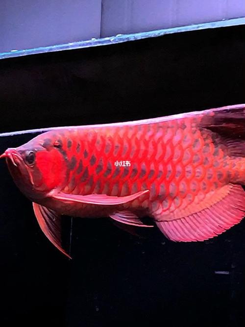 紅龍魚圖片高清壁紙可愛卡通（紅龍魚圖片高清壁紙可愛卡通,以下是為您整理的紅龍魚相關(guān)卡通）