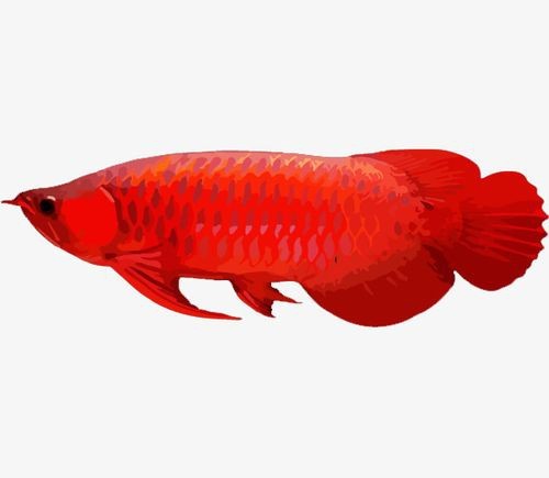 紅龍魚圖片高清壁紙可愛卡通（紅龍魚圖片高清壁紙可愛卡通,以下是為您整理的紅龍魚相關(guān)卡通）