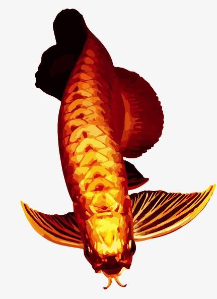 紅龍魚圖片高清壁紙可愛卡通（紅龍魚圖片高清壁紙可愛卡通,以下是為您整理的紅龍魚相關(guān)卡通）