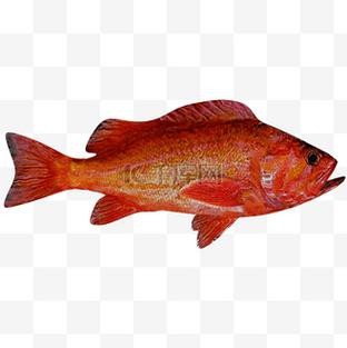 紅龍魚圖片高清壁紙可愛卡通（紅龍魚圖片高清壁紙可愛卡通,以下是為您整理的紅龍魚相關(guān)卡通）