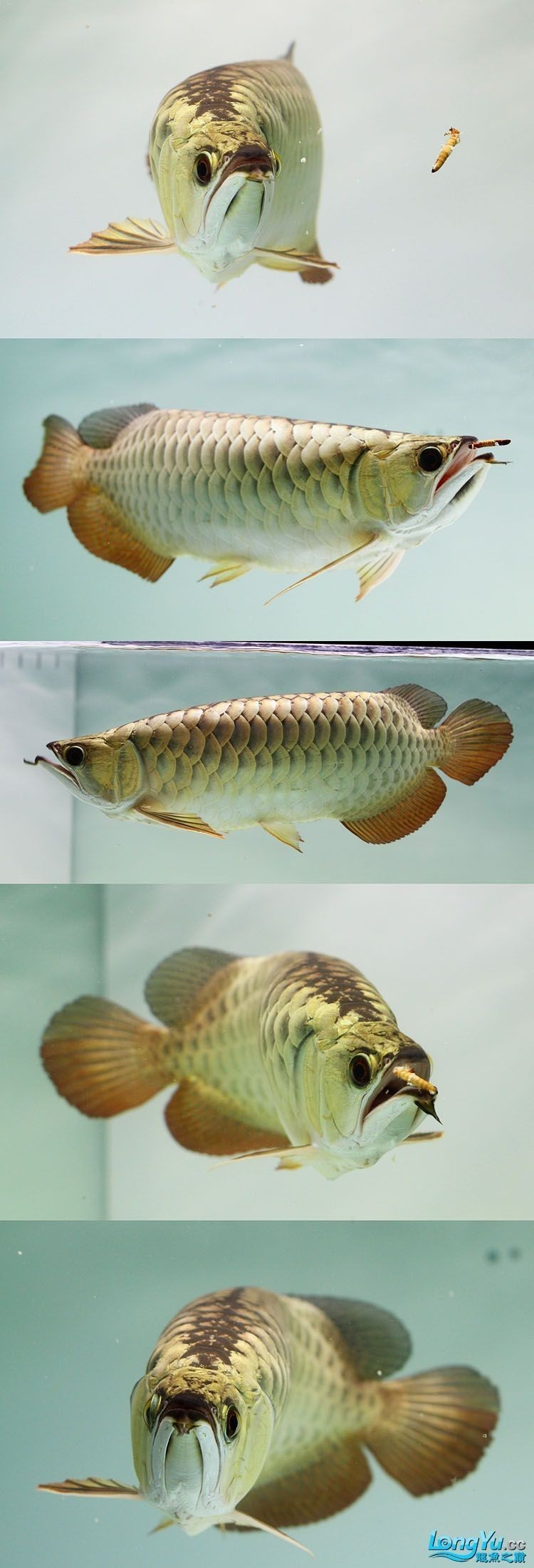 龍魚吃昆蟲后需要清洗嗎？（養魚老道，龍魚喂食相關介紹）