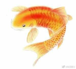魚化龍辟邪還是招邪（魚化龍——魚化龍） 魚化龍辟邪還是招邪（魚化龍——魚化龍） 龍魚論壇 第7張