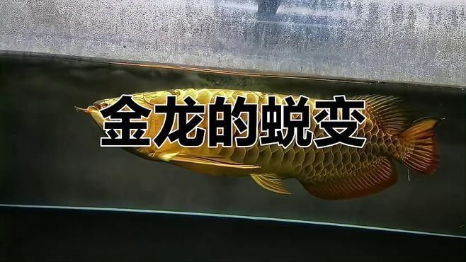 金龍和紅龍在游戲中的表現如何？（《英雄無敵3》金龍和紅龍在游戲中的表現如何）