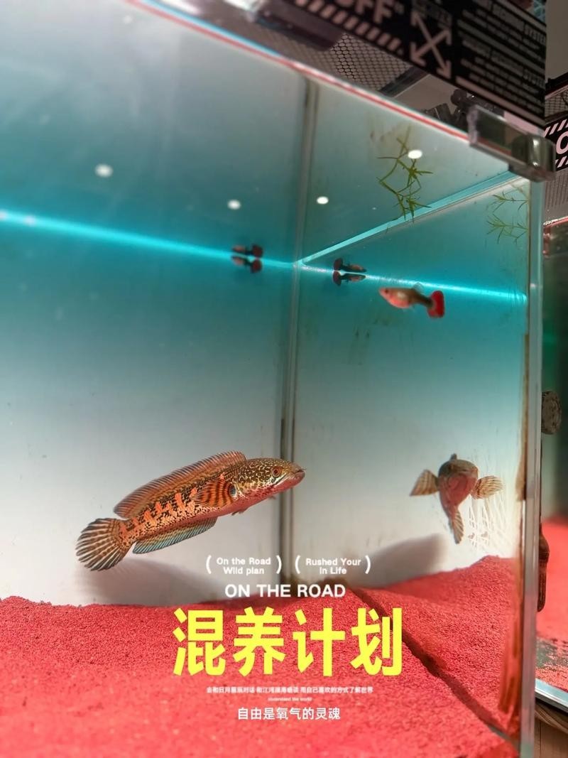 雷龍魚能和銀龍混養(yǎng)嗎圖片（雷龍魚和銀龍可以混養(yǎng)嗎）