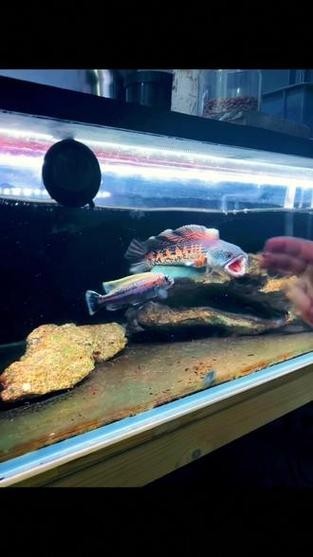 雷龍魚能和銀龍混養(yǎng)嗎圖片（雷龍魚和銀龍可以混養(yǎng)嗎）