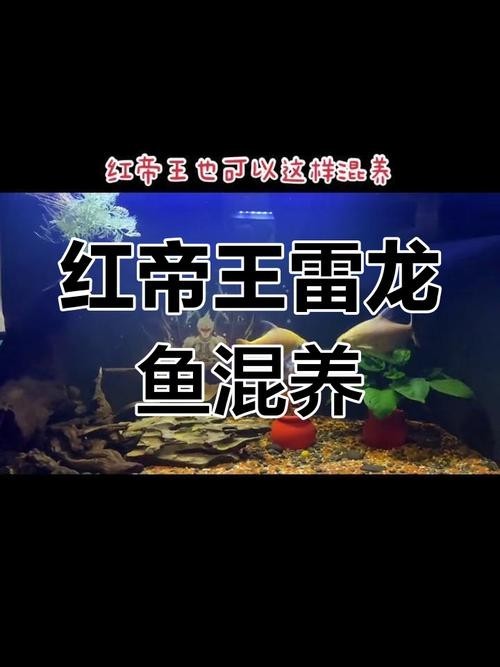 雷龍魚能和銀龍混養(yǎng)嗎圖片（雷龍魚和銀龍可以混養(yǎng)嗎）