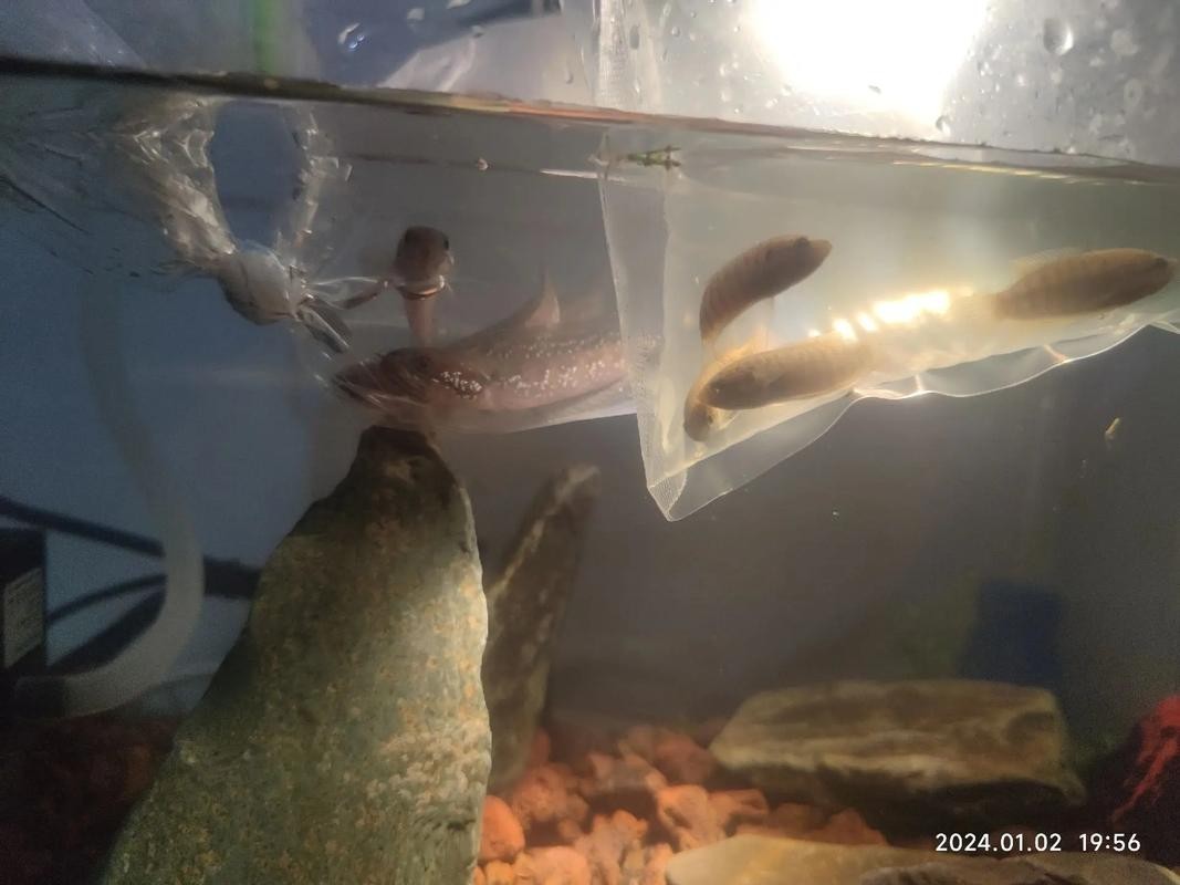 雷龍魚能和銀龍混養(yǎng)嗎圖片（雷龍魚和銀龍可以混養(yǎng)嗎）