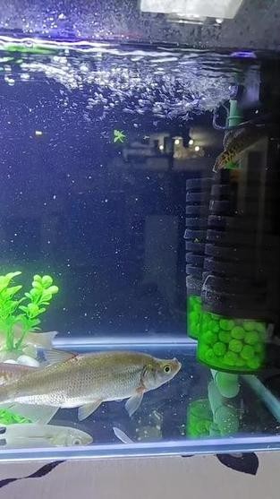 雷龍魚能和銀龍混養(yǎng)嗎圖片（雷龍魚和銀龍可以混養(yǎng)嗎）