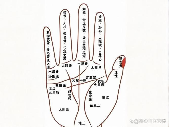 能否提供龍眼紋者的手相圖片？（能否提供龍眼紋者的手相圖片） 能否提供龍眼紋者的手相圖片？（能否提供龍眼紋者的手相圖片） 龍魚百科 第8張
