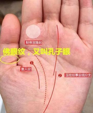 能否提供龍眼紋者的手相圖片？（能否提供龍眼紋者的手相圖片） 能否提供龍眼紋者的手相圖片？（能否提供龍眼紋者的手相圖片） 龍魚百科 第11張